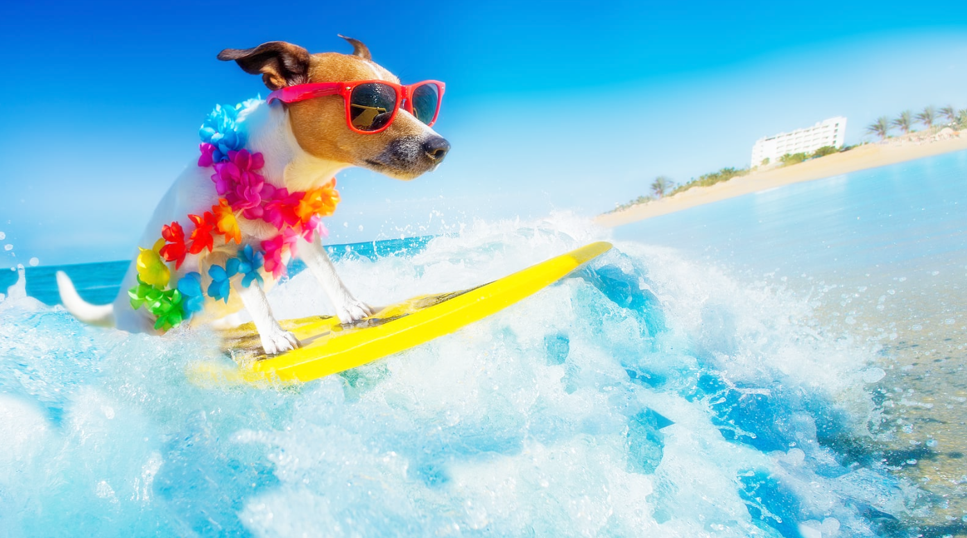 여름철 반려견 운동법