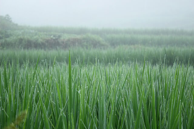 대파 모종 심는 시기 보관법 효능