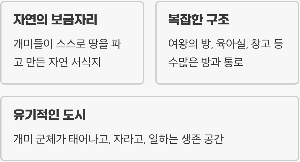 땅속의 아파트, 개미집