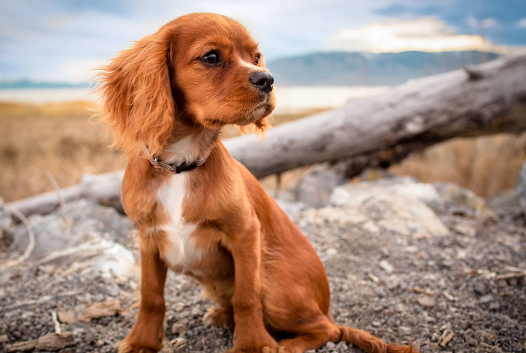 2023년 개띠 운세