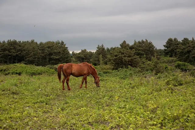 제주 벚꽃 명소 추천 아무도 모르는 명소_5