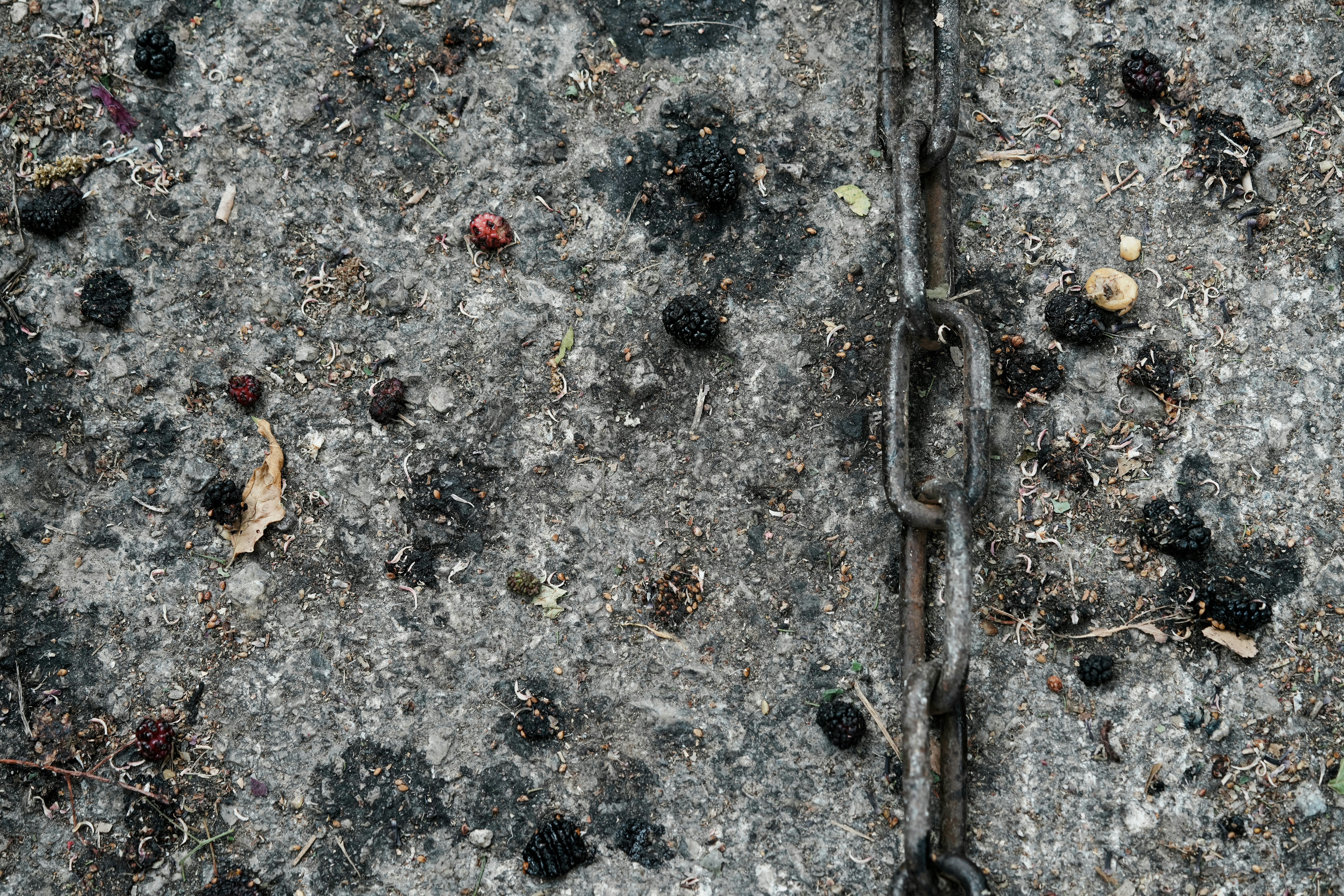 뽕나무 뿌리 효능 뽕나무 열매 오디 가지 잎 효능 뽕나무 병충해