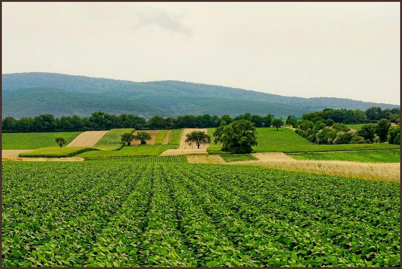 농협은행 정기예금 금리