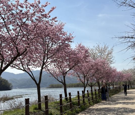 광주 벚꽃