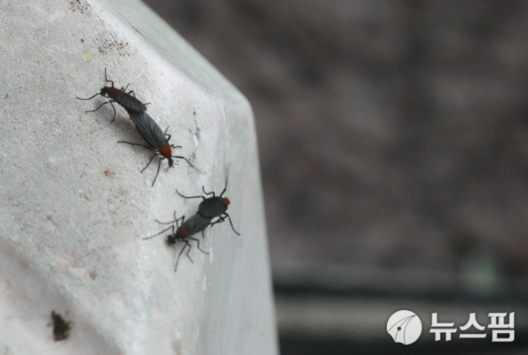 러브버그 출몰시기 및 퇴치방법