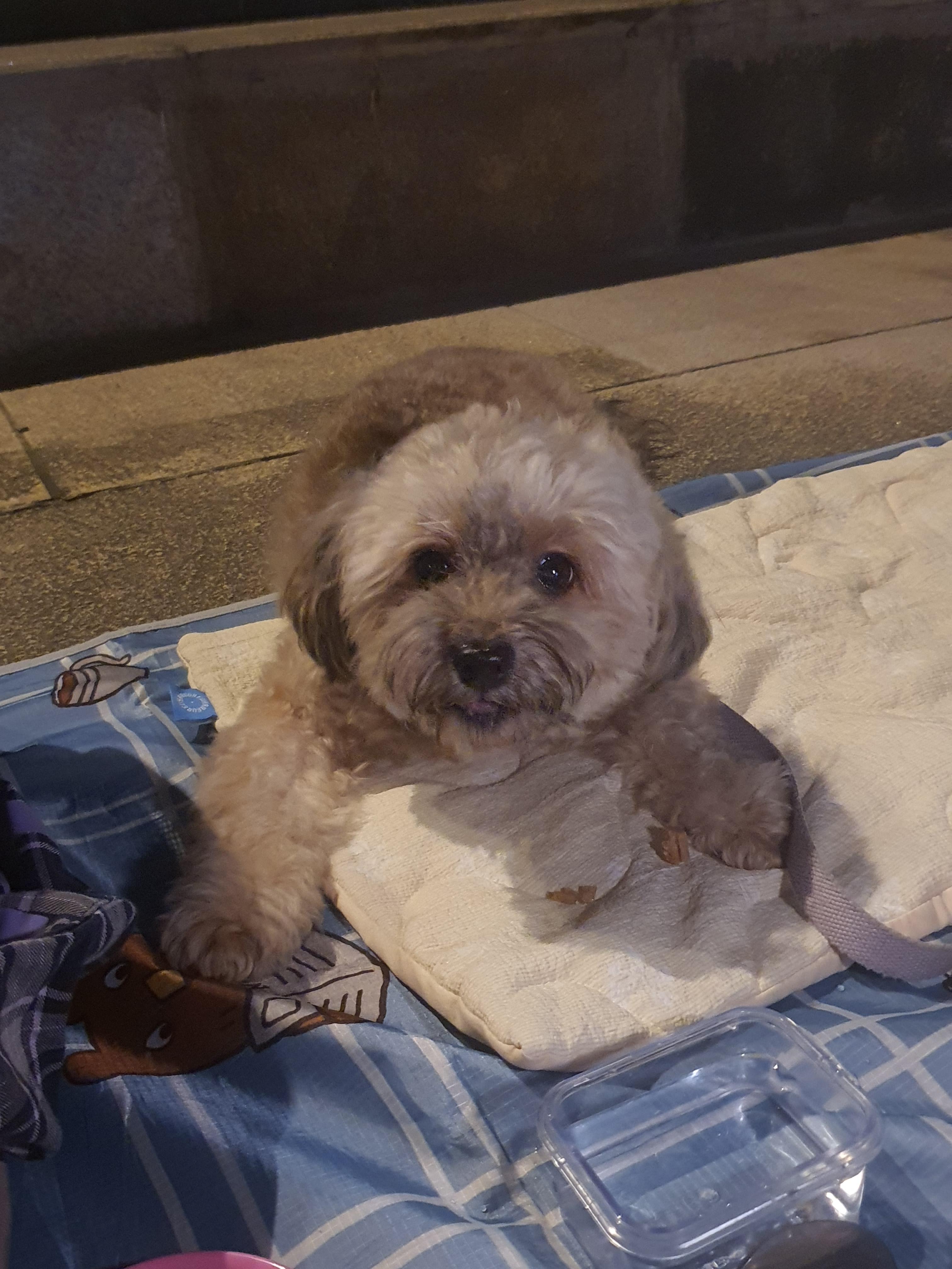 한강에서 간식 먹는 강아지