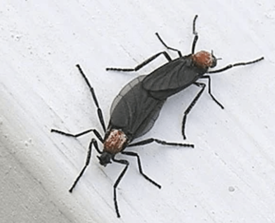 하얀 벽면에 붙은 러브버그 2마리의 근접 이미지