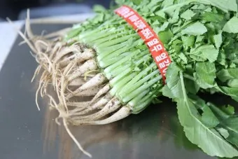 열무 심는 시기 재배 방법_7