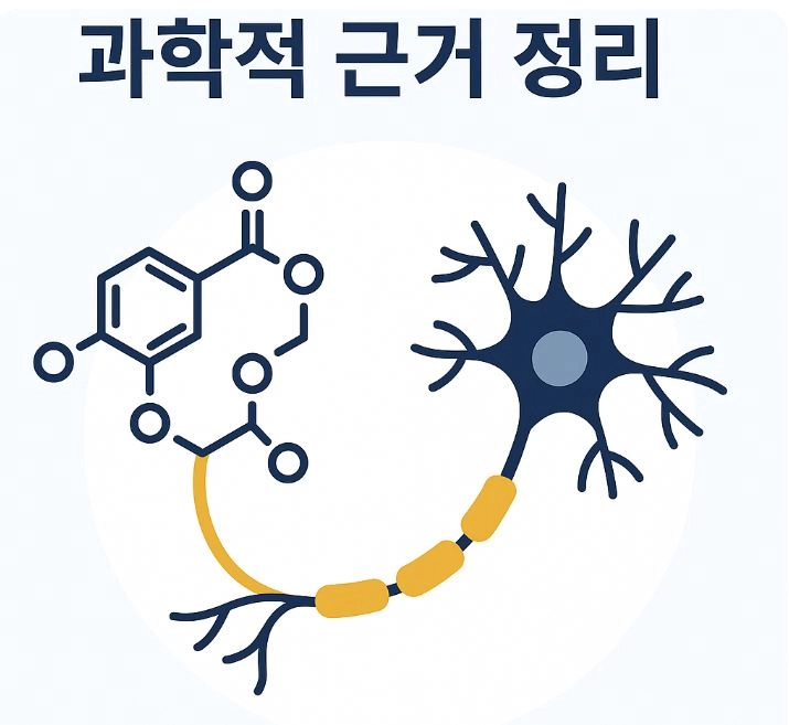 포스파티딜세린 과학적 근거 정리