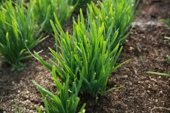 부추 재배 포기 나누기 덧비료 수확 반복_3