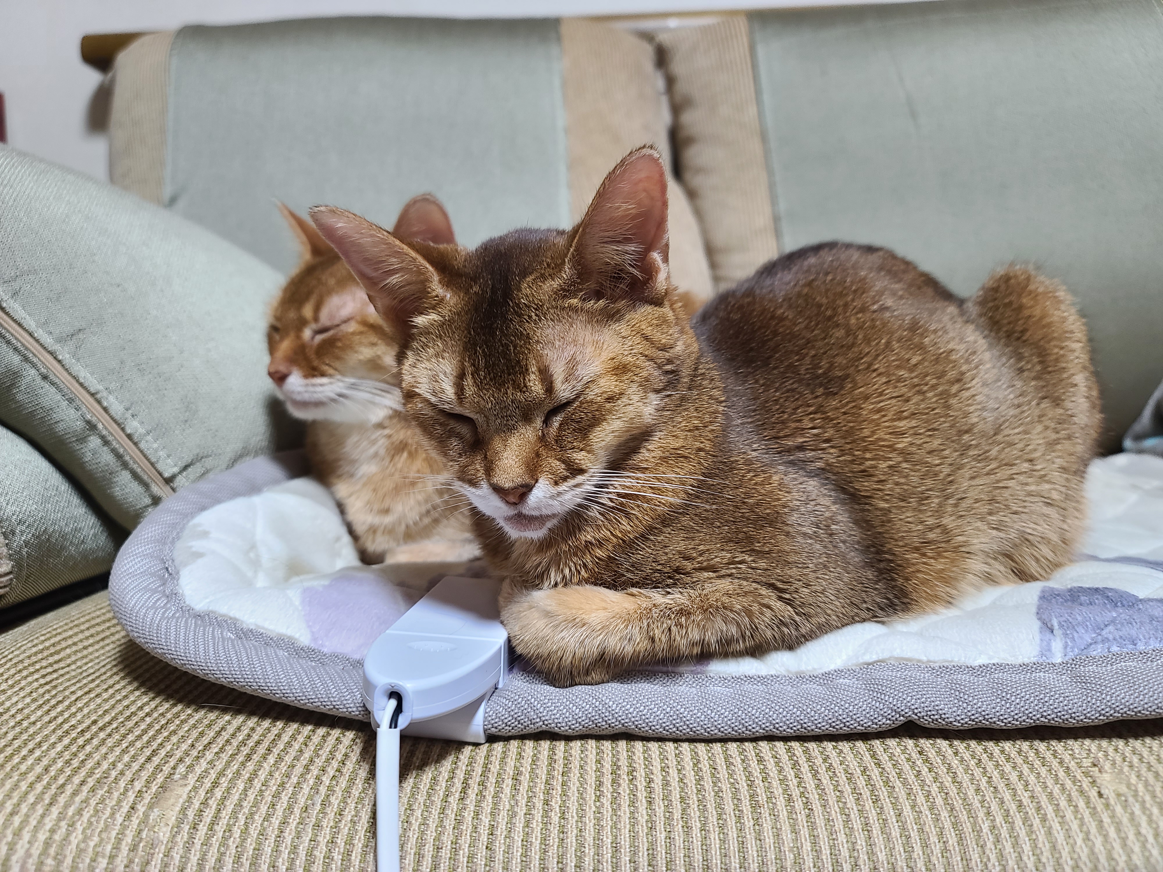 루나랑 루디는 지금 온몸으로 시위중...