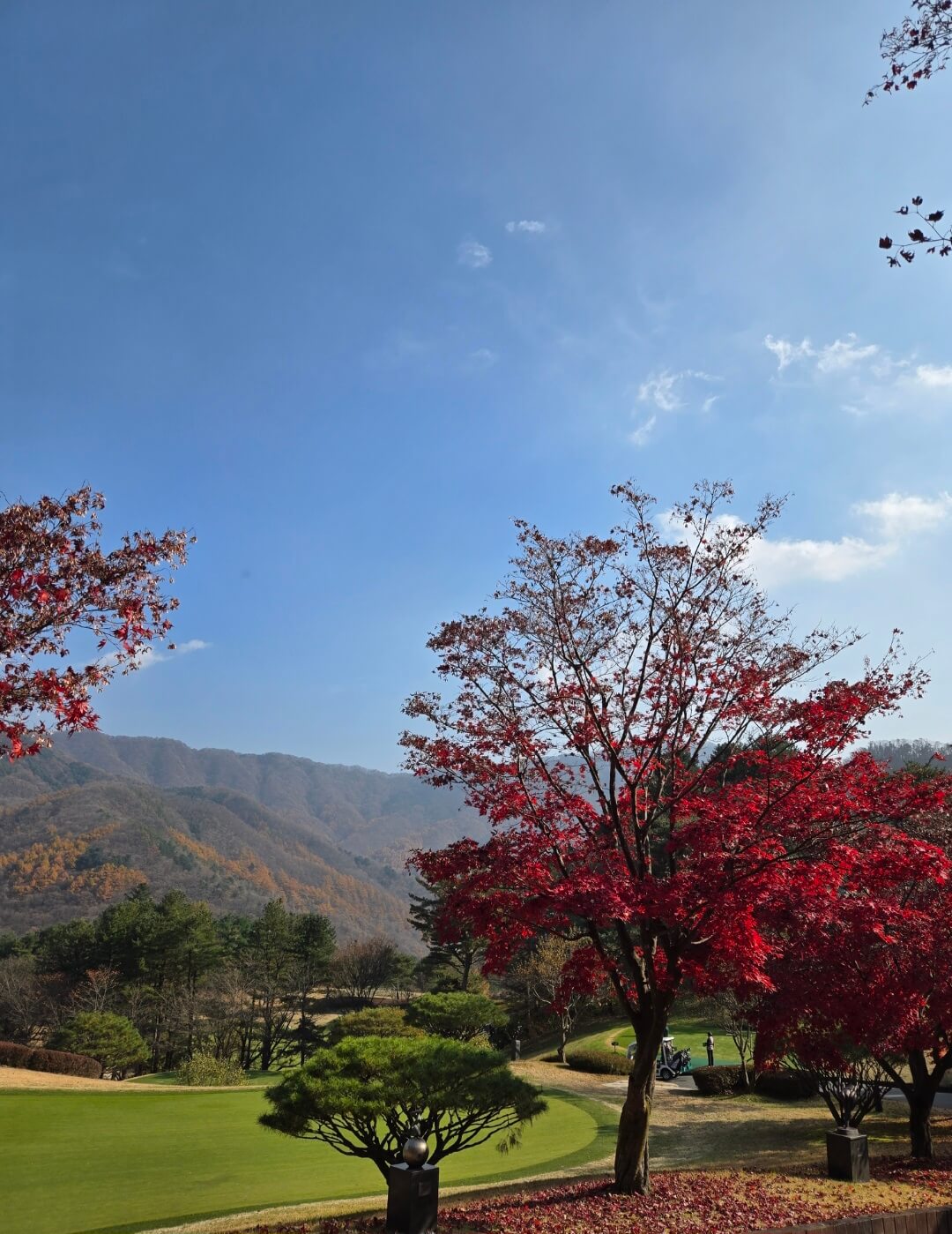 단풍과 초록그린의 환상적인 전경