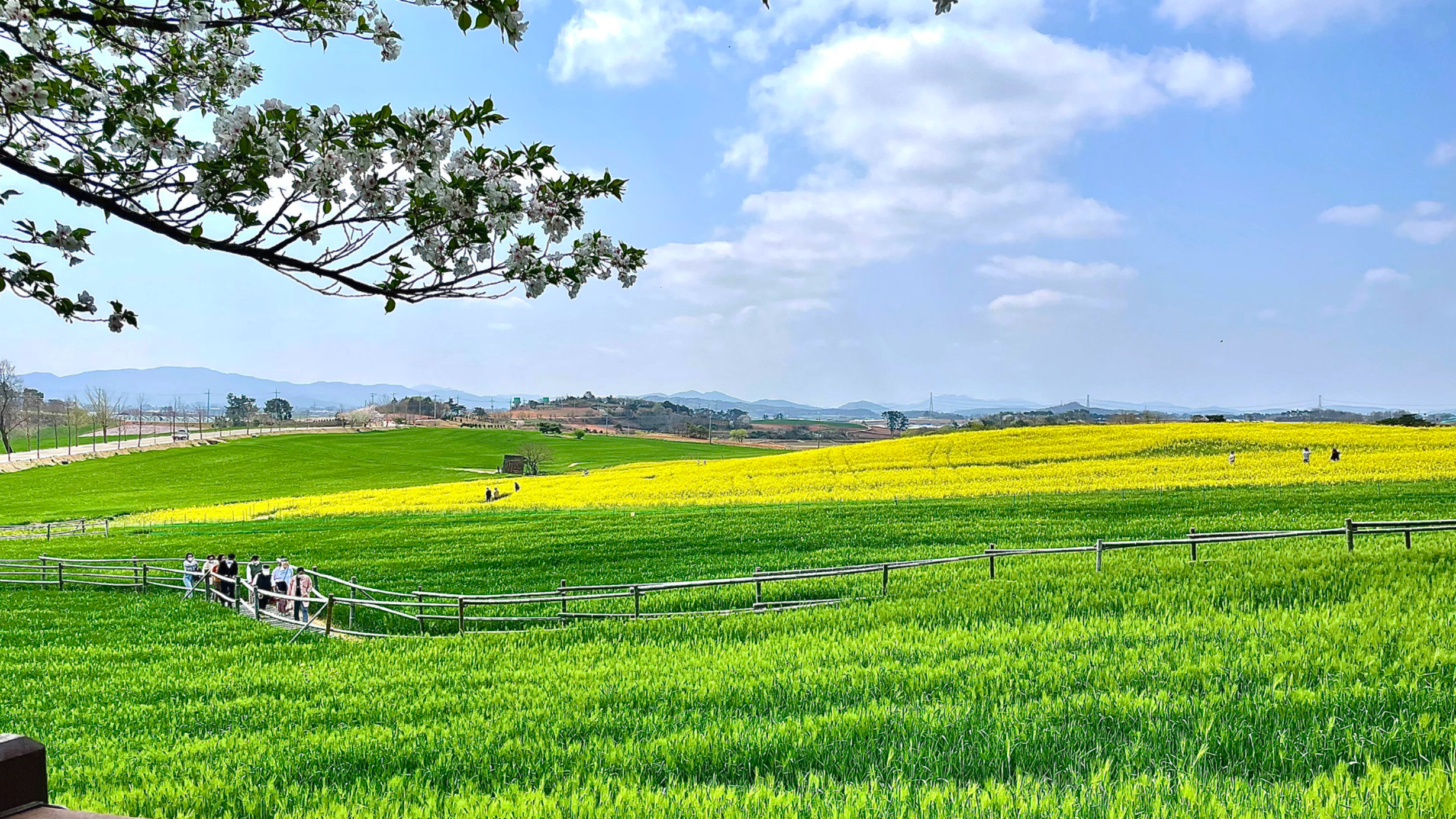 고창-청보리밭-축제