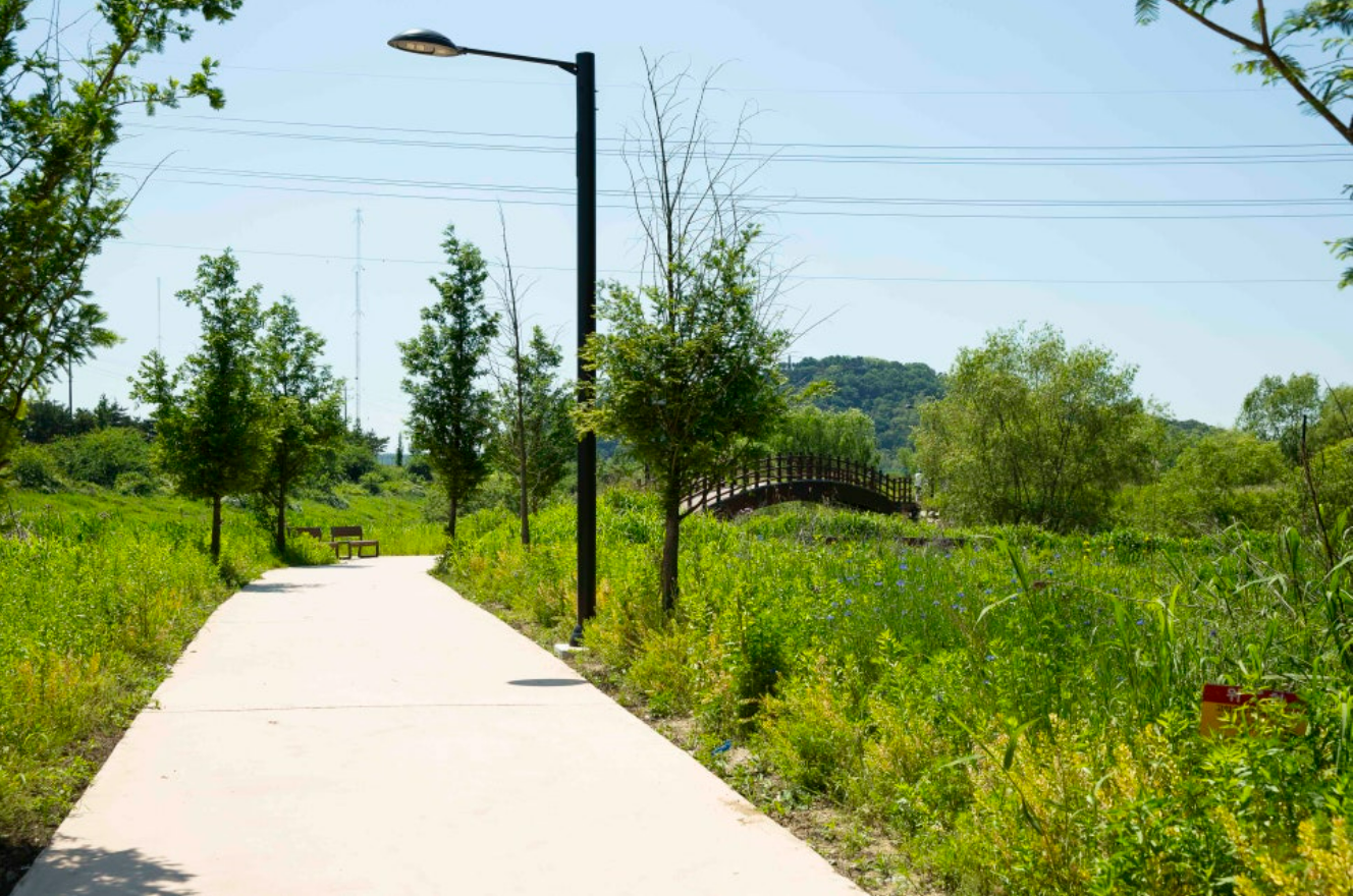 창릉천 유채 꽃 축제