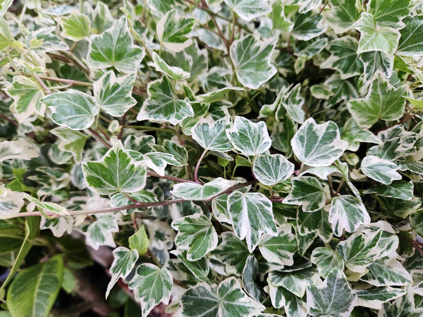 무늬아이비 Variegated English Ivy