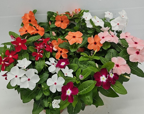 가을에 피는 꽃 종류 일일초