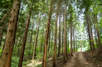 축령산 자연휴양림 야영장_1
