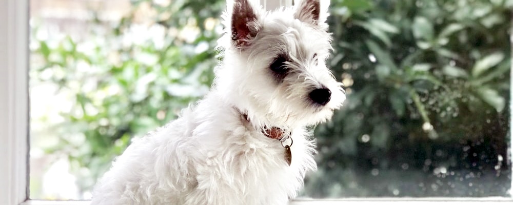 강아지 앉아 훈련 24