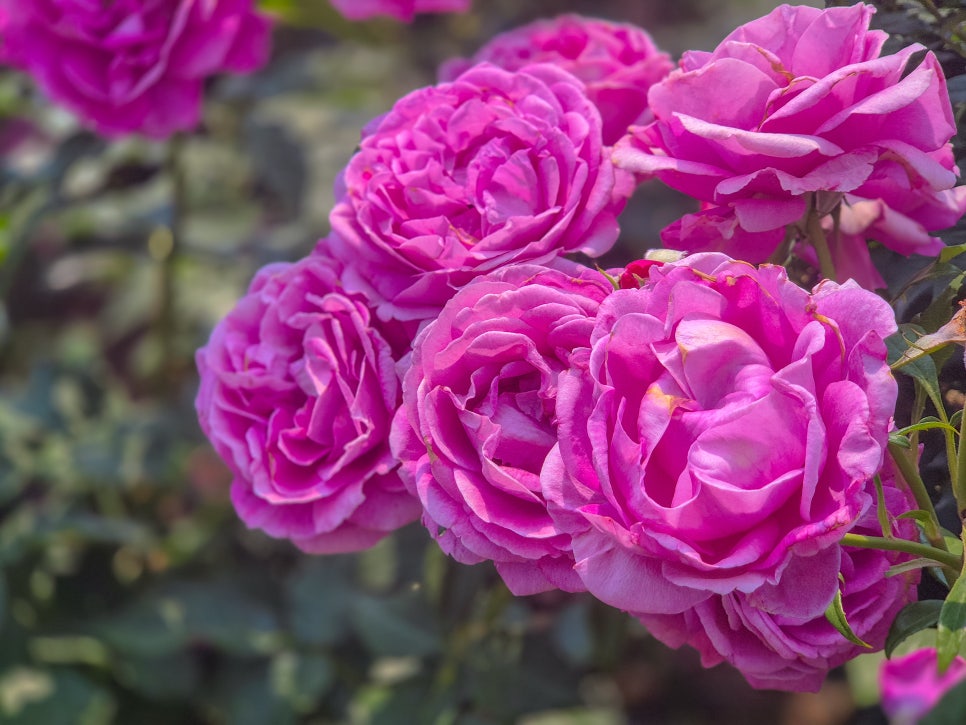 백만송이 장미축제