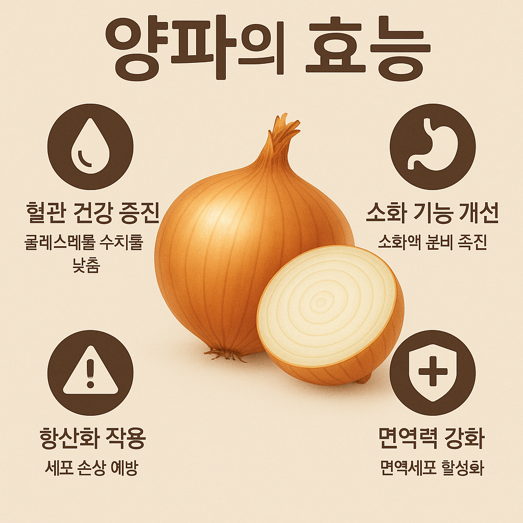 양파의 효능