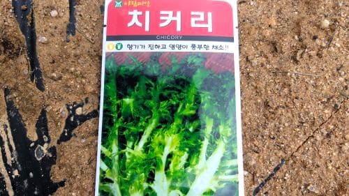 치커리-재배-종자-심는시기-파종시기-수확시기