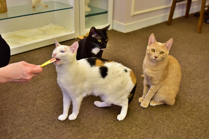 수영동 디저트 카페 스윗트롤 고양이 라떼