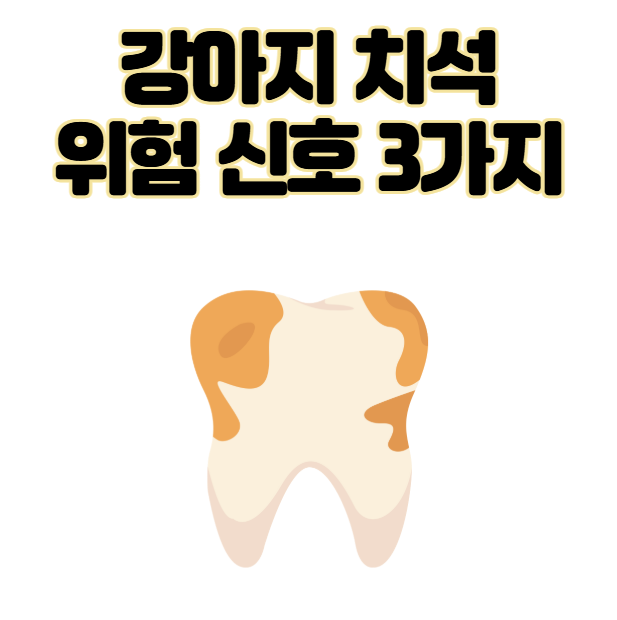 강아지 치석 노랗게 변했을 때 위험 신호 3가지