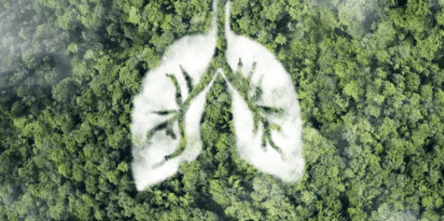 폐건강과 기관지에 좋은 음식&amp;#44; 식단&amp;#44; 생활 습관 바꾸기