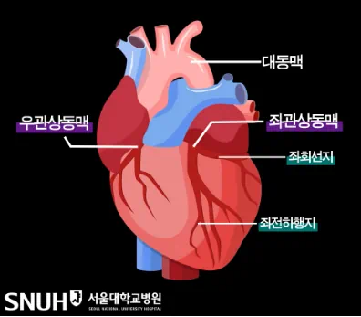 관상동맥