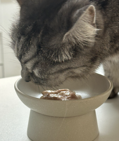 부드러운 습식사료를 핥아 먹고 있는 회색 고양이 별찌