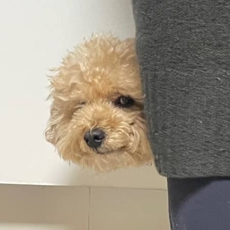 강아지 후코이단! 성분, 효과 제대로 알아보기