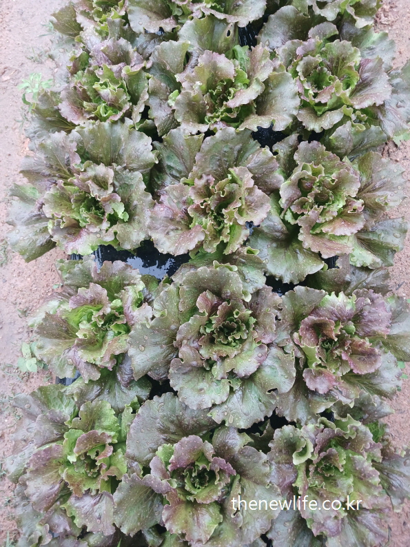 Soft purple-green lettuce heads with ruffled leaves growing in organic field rows-연보라빛과 연두빛이 섞인 부드러운 상추 – 물기를 머금은 유기농 밭에서 자라는 자연스러운 군락
