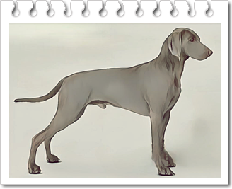 사냥견.
바이마라너(Weimaraner)