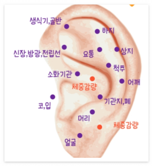 귀이침 다이어트? 혜리 지수 채령이 쓰는 귀침 스티커 붙이는 위치 총정리!
