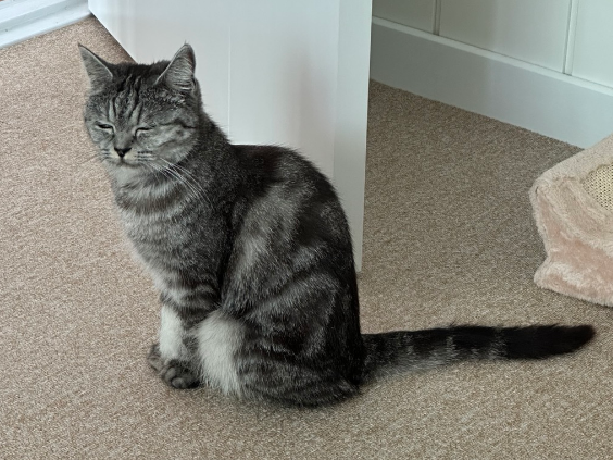 고양이 눈 질병