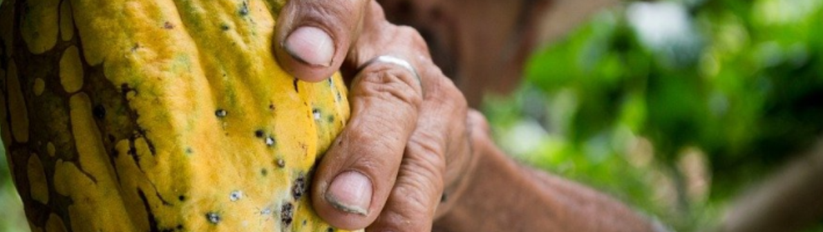 코코아 열매 파우더