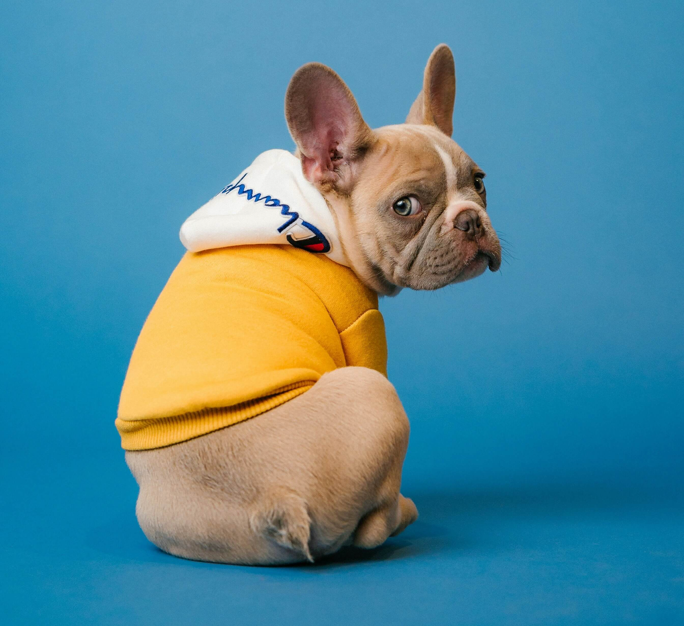 강아지·고양이 심장사상충 예방 방법과 약 투여 시기