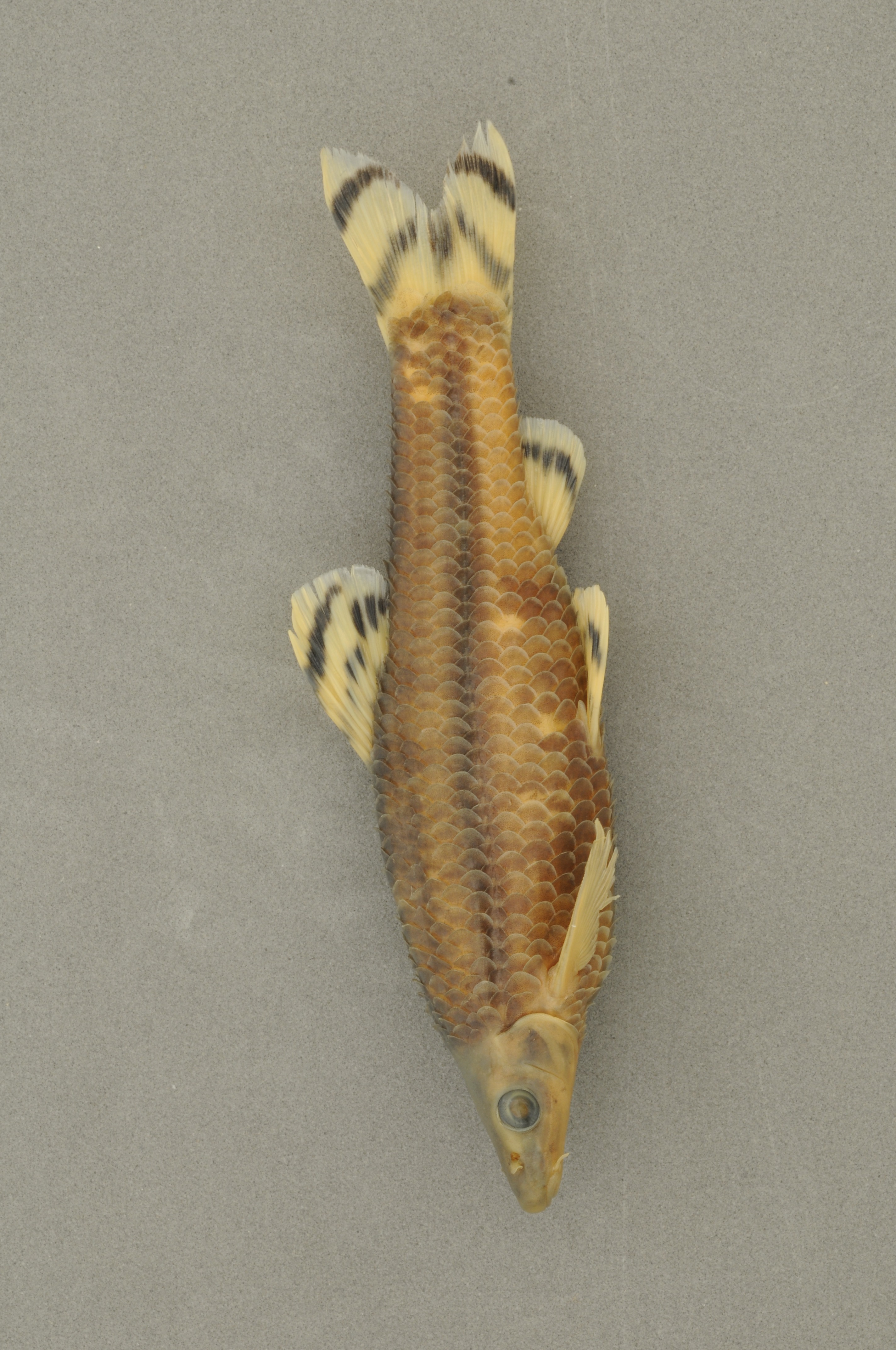 멸종위기 야생동물 감돌고기|한강에서 사라지는 민물고기의 경고