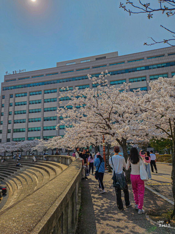 경희대 국제 캠퍼스 벚꽃 포토존
