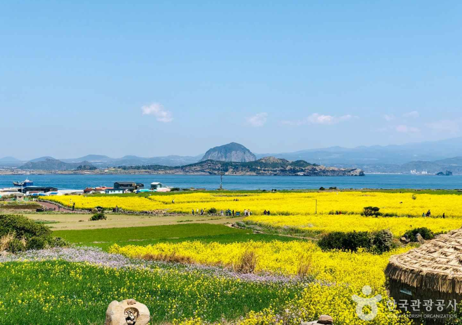 제주도 유채꽃 명소 가파도