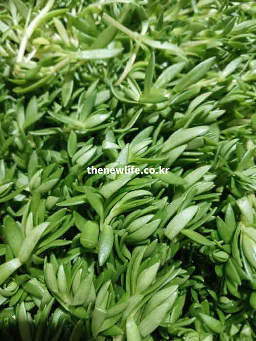 돌나물 효능 제철시기 성질