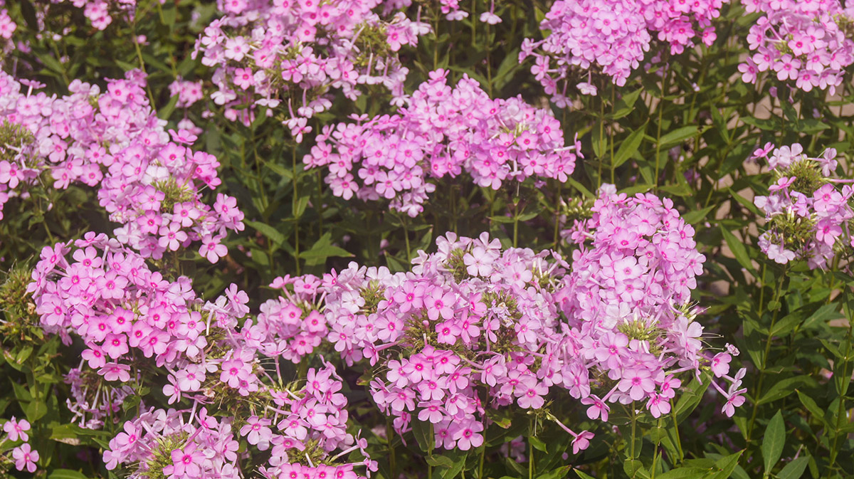 남해 독일마을 원예예술촌