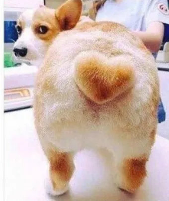 강아지 엉덩이 들이미는 이유 애정표현인지_6