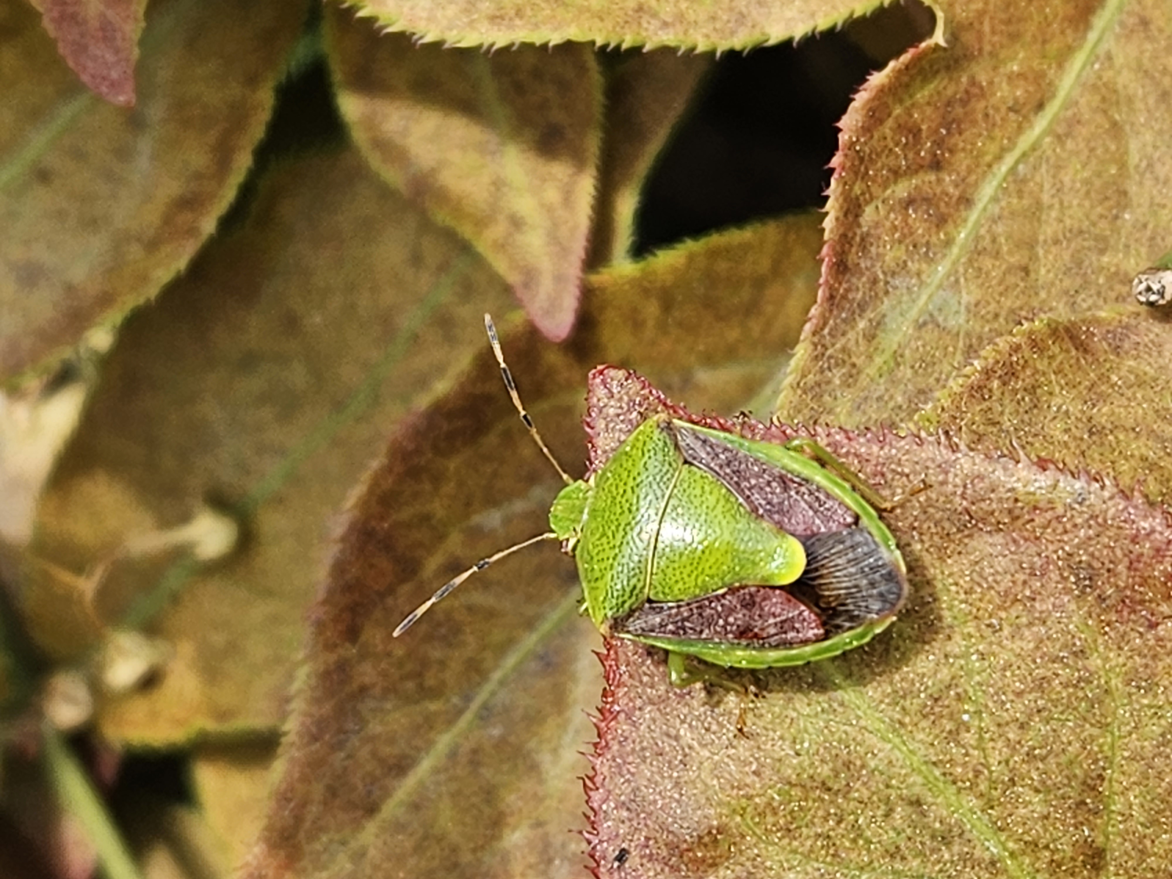 갈색날개노린재