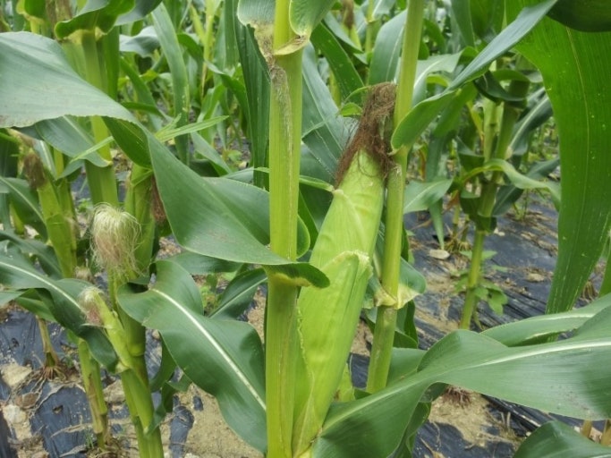 2025년 여름, 가족과 함께 떠나는 전국 농촌 체험마을 BEST 5 관련 사진