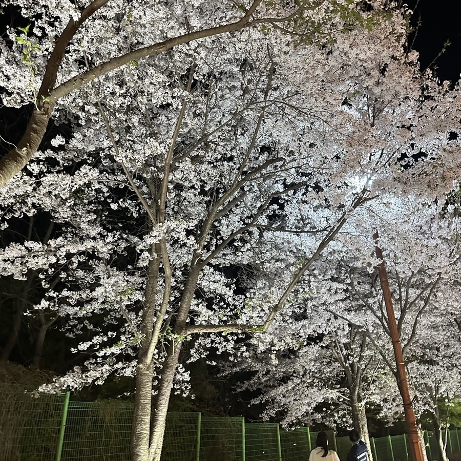 소요산 벚꽃명소