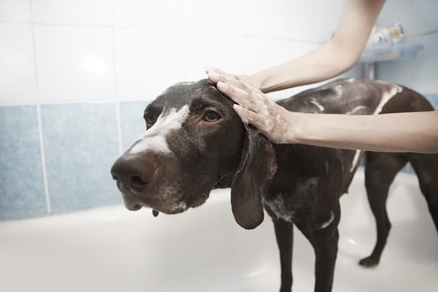 canine atopic dermatitis
