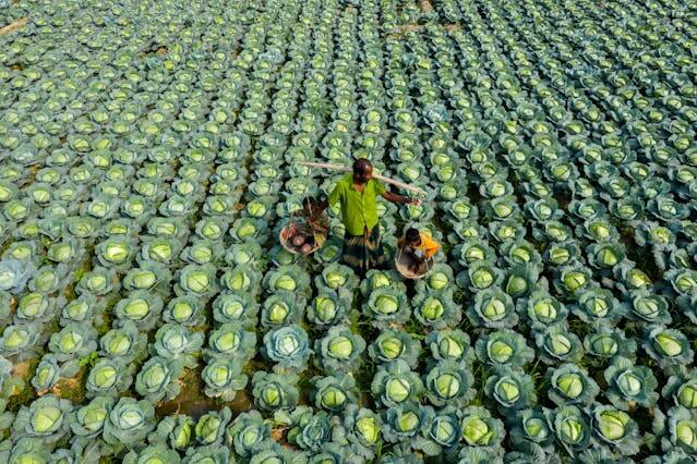 절임배추 만드는 방법