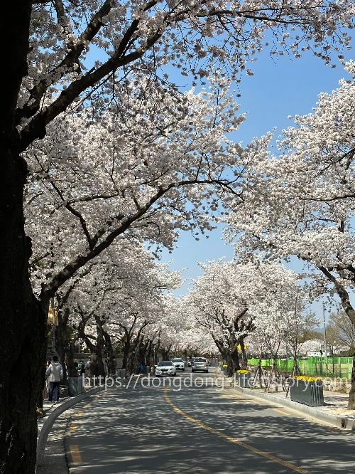 벚나무 길 사진