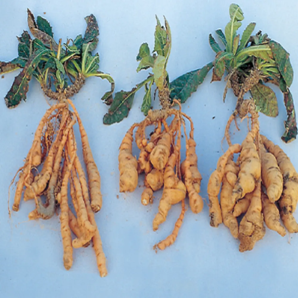 지황 줄지와 뿌리